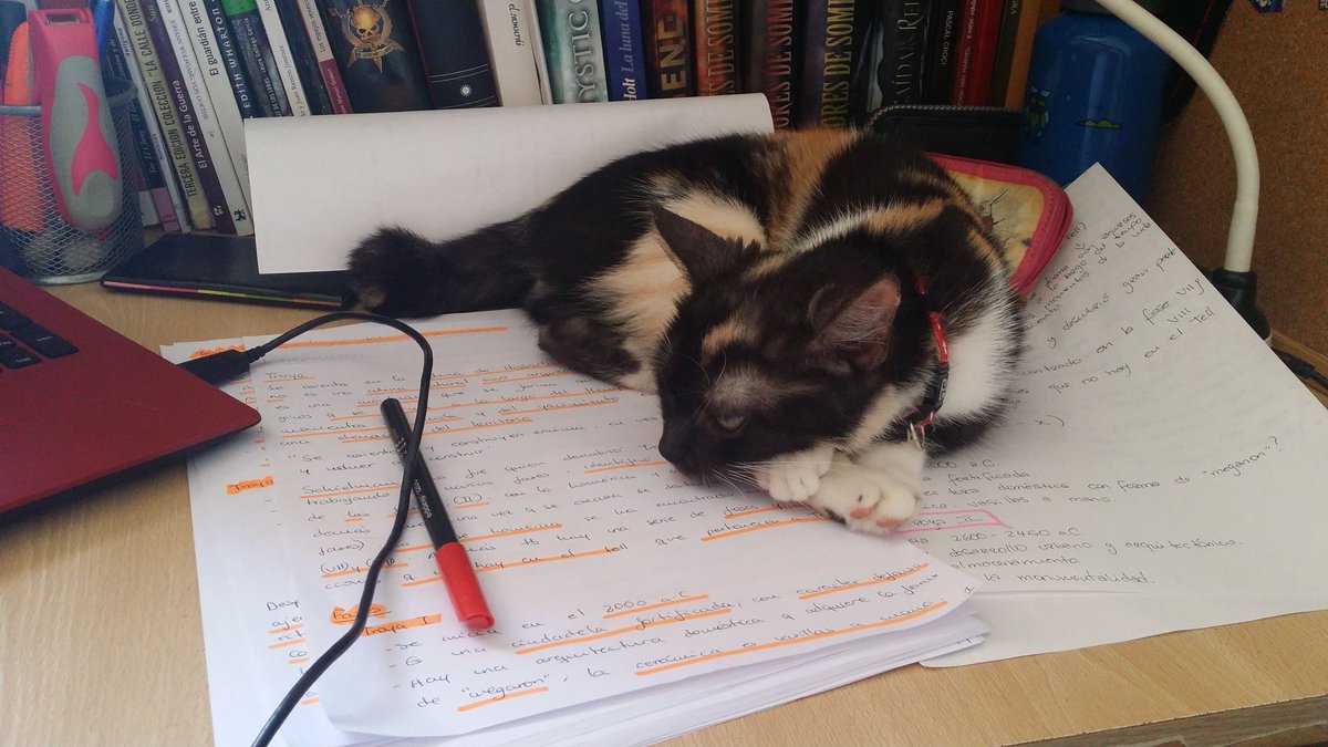 MelEsquit's tweet photo. "Cuando tu gato no te deja estudiar" @MariiaNoguera @haniiirg96 https://t.co/XBC61cp5Wo