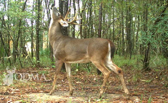 10 Stats From New Deer Research | QDMA - buff.ly/28k4wfW