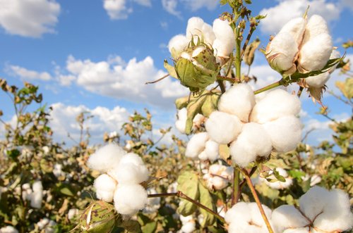OrganicPortal's tweet photo. What price cotton? Too high when sustainability standards are not being met https://t.co/cqIvrNTsue https://t.co/7CKuFuRY7V