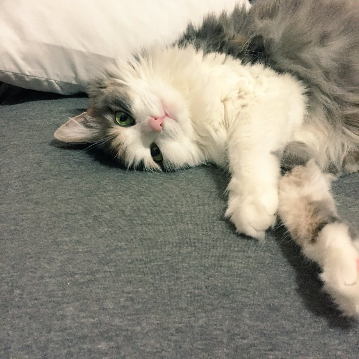 sugarandglitter's tweet photo. When you remember your phone bill was due yesterday. https://t.co/A8saWl4YqJ