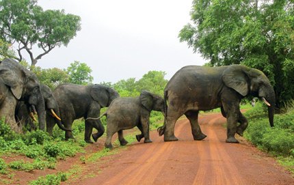 ActiveTravels's tweet photo. Travel Outside the Box, Third Stop, #Ghana https://t.co/6XUNFxgFSn
@ghanatourismGTA @GhanaTourConsul #visitAfrica https://t.co/rJDzrBvrgz