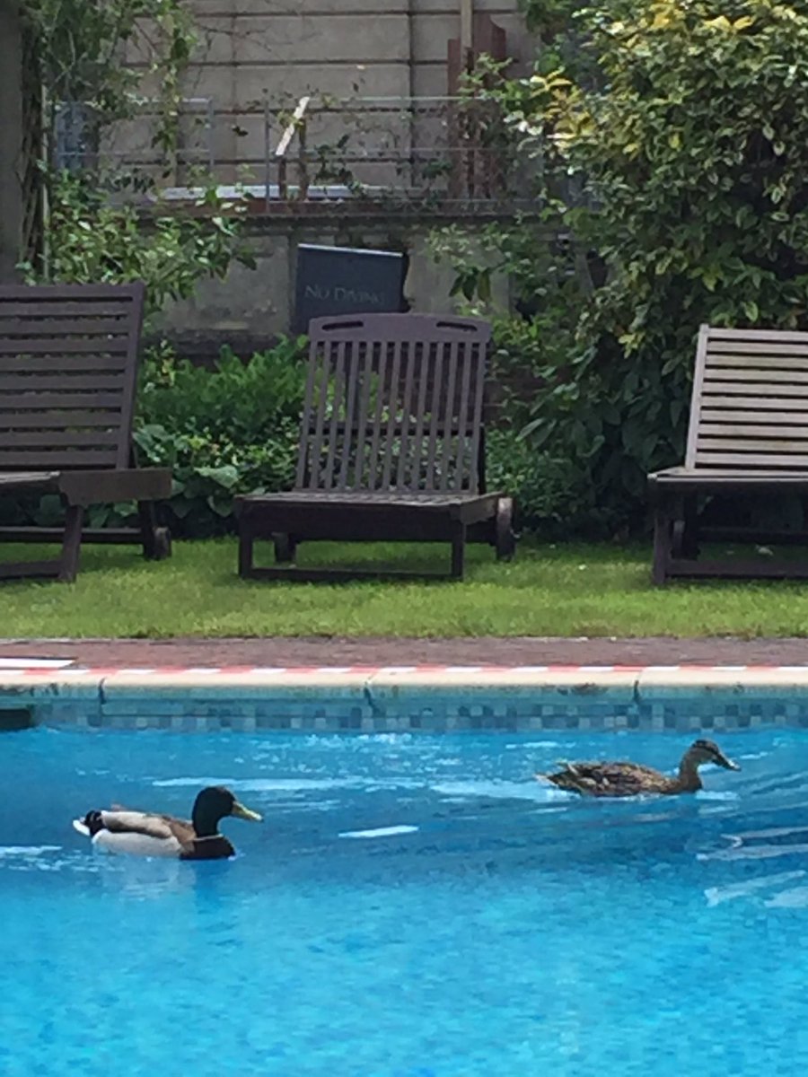 coleheids's tweet photo. If I was a duck I'd be here everyday too #itsaduckslufe https://t.co/mca6nAzJMV