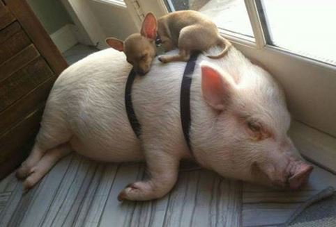 animaloutlook's tweet photo. #NationalBestFriendsDay 💗 https://t.co/yHdhcLBLsN