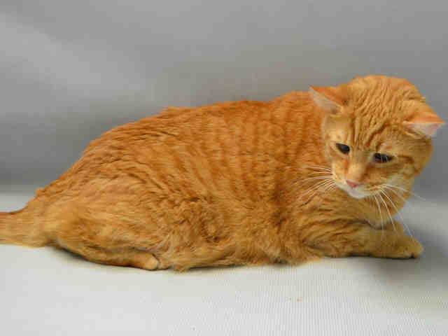Catherine_Riche's tweet photo. JO JO – A1075644 - might BE KILLED TODAY! Please RT-pledge-foster-adopt! #NYC #CATS

https://t.co/szD15LD5dB https://t.co/4K5UpYtfVT