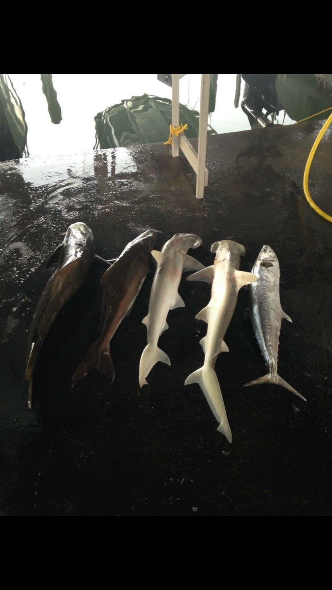 seawolfcharter's tweet photo. Some King, hammerheads, and Cobia,  ready to get them again today!  Book now and get yours.  @GalvestonCom https://t.co/xYHvctOiPu