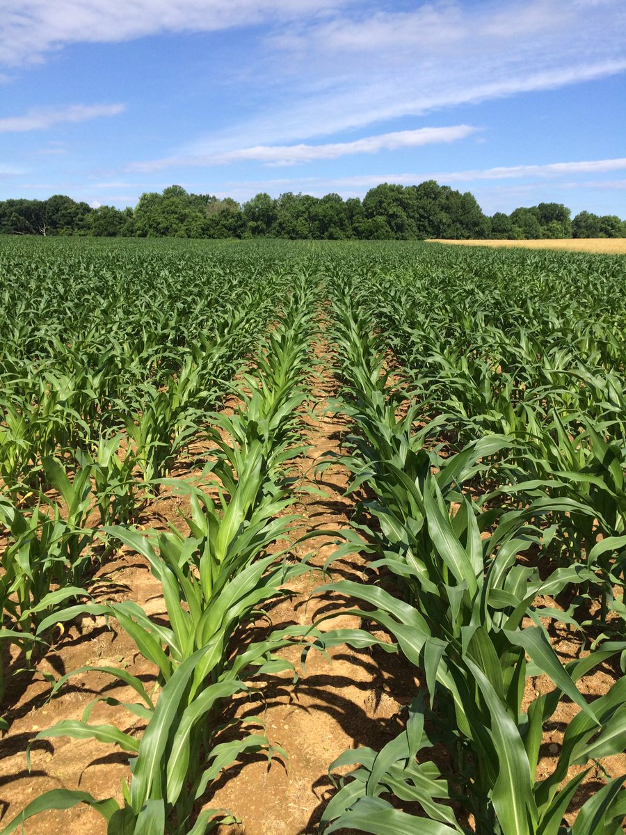 Roeseedsolution's tweet image. 215-52vt3 Looking great on Eastern Shore Maryland @ChannelSeed @roeseed