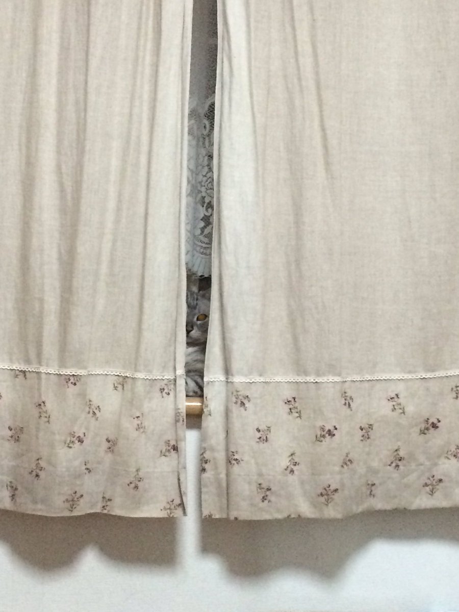 野生のあぽぴが現れた🍃 tweet media