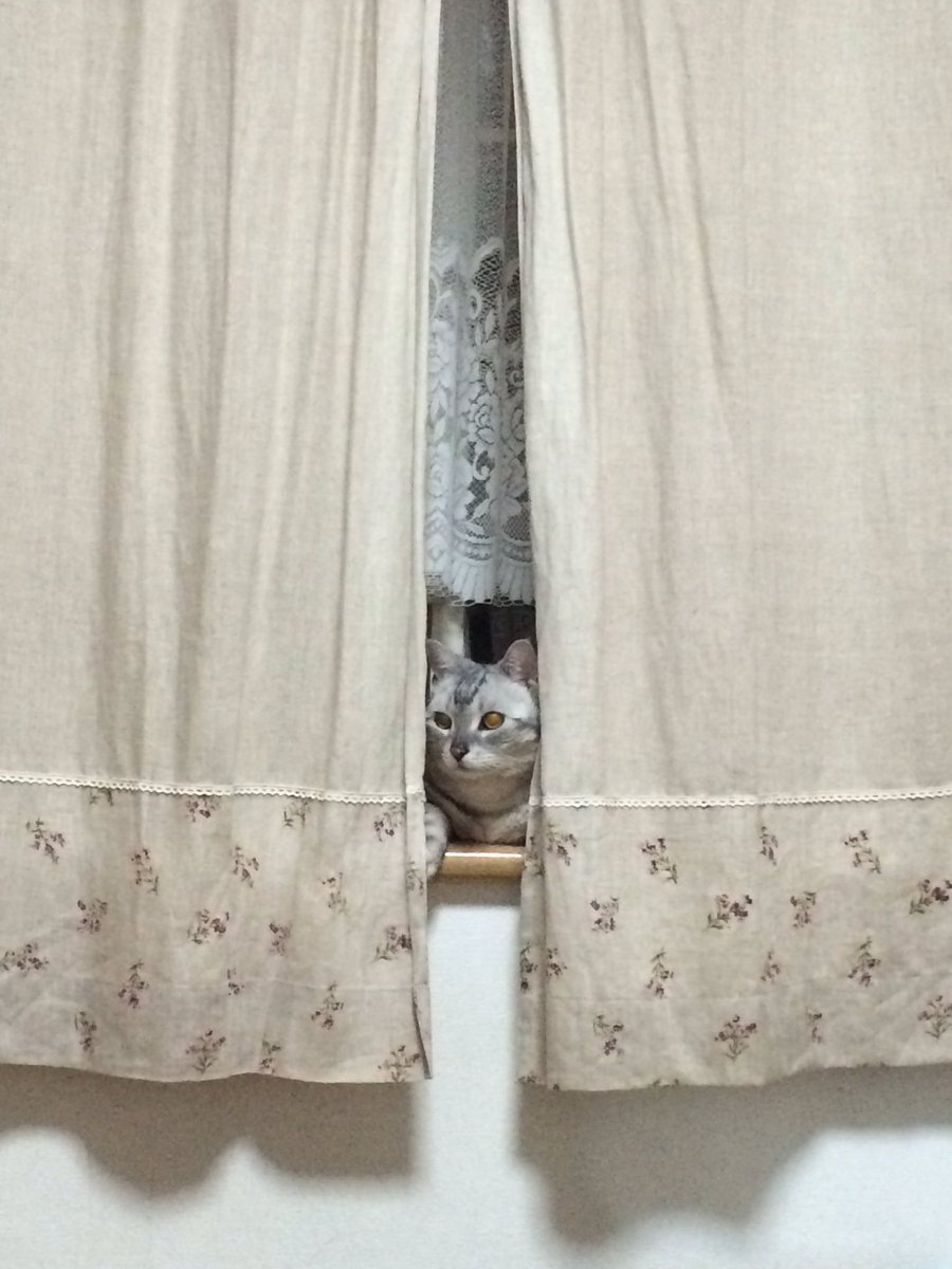 野生のあぽぴが現れた🍃 tweet media