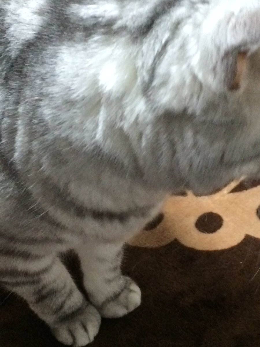 野生のあぽぴが現れた🍃 tweet media