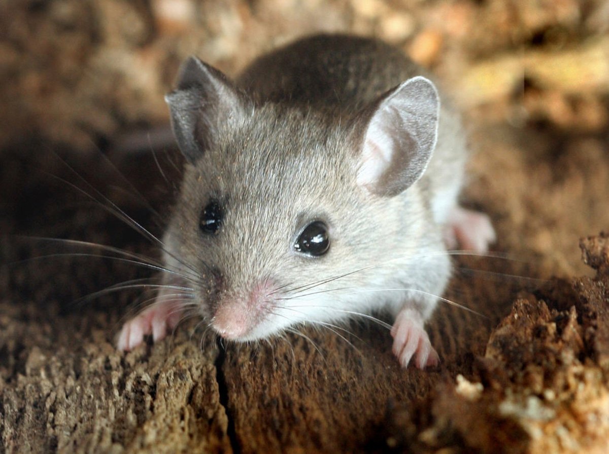 PestControlSH tweet picture