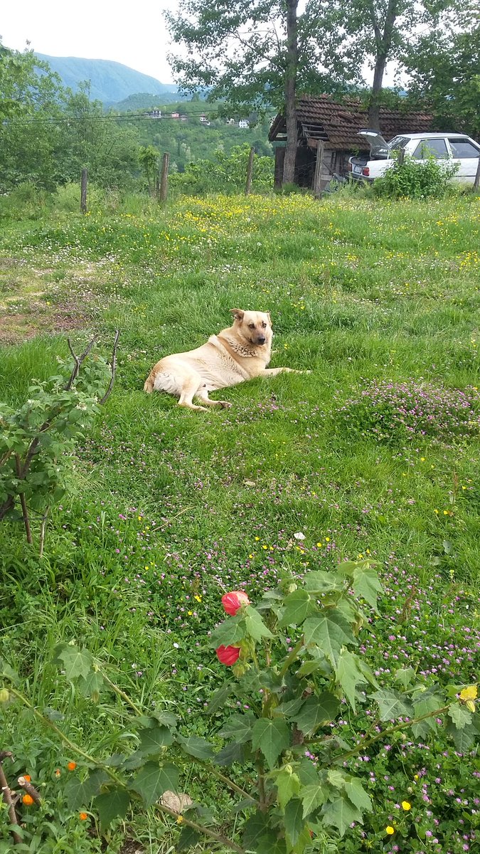 HazarSebahattin's tweet image. Bizim Reis