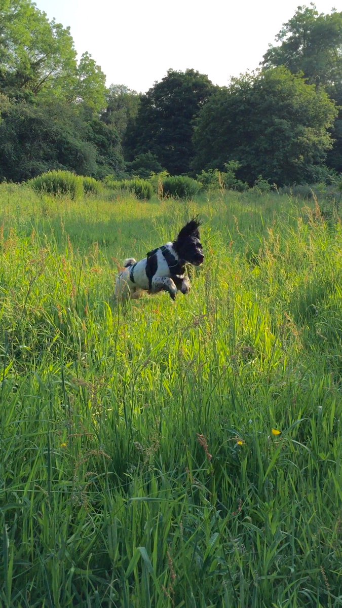 WoodspaWillow's tweet photo. #tranquiltraining at #brockvalley #Springersdelight https://t.co/pmOoL2zwnp