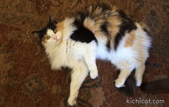 KichitheCat tweet picture