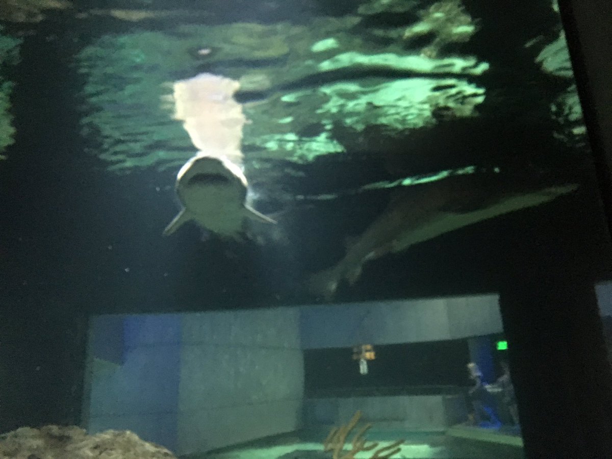 cmkerr3's tweet photo. 5th graders @SeldensLanding spend World Oceans Day @NatlAquarium to end the #48DaysofBlue https://t.co/7Ls8FAbx6g