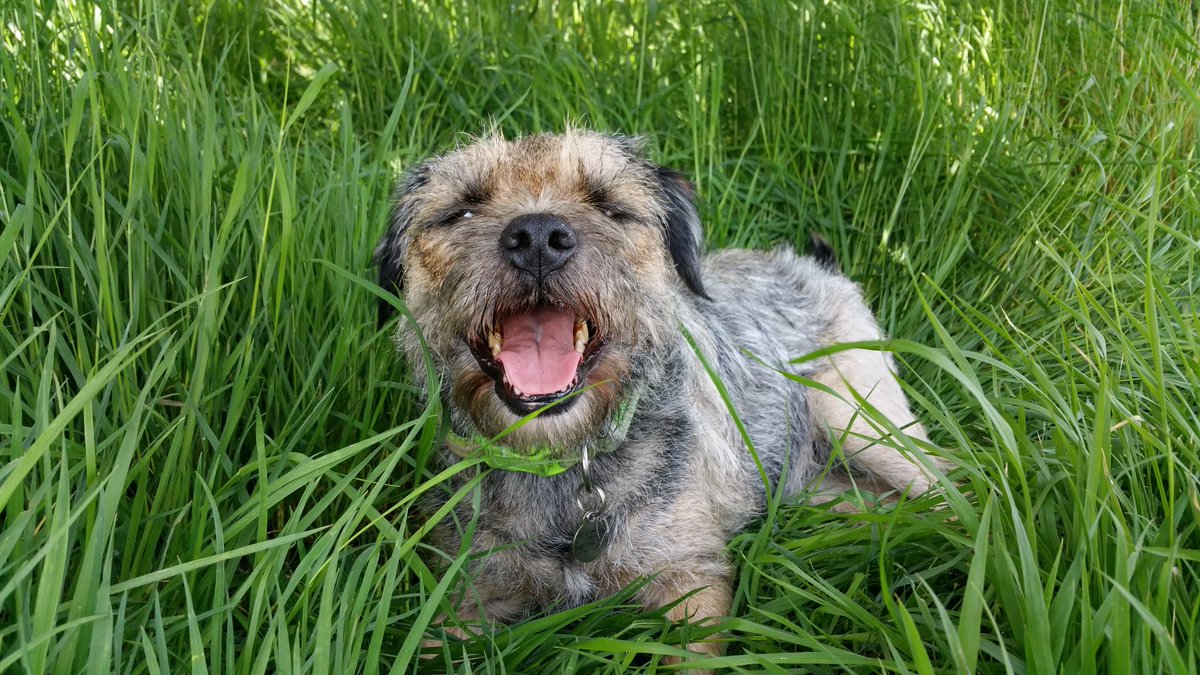 _Super_Dog tweet picture