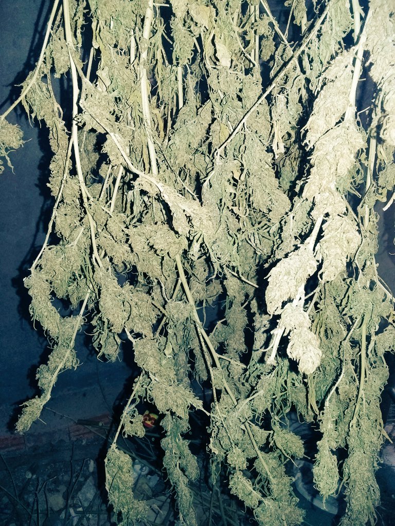 Kunfupeta's tweet photo. Bueeenas tardes amigos kunfuuus!!! Parece que esto va secando en condiciones.. :P #FelizMiercoles #cannabismatters https://t.co/8NmrldPfSP