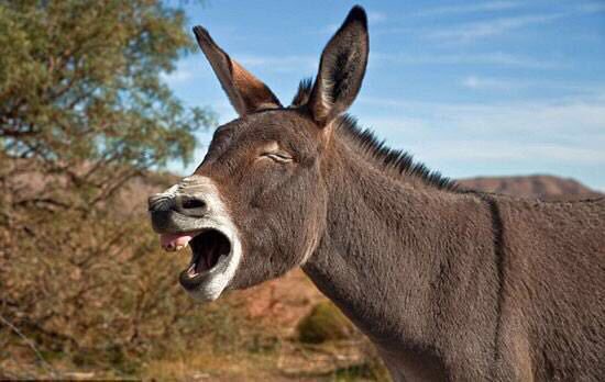 II020II's tweet image. هذا وضع جيفارا حرب