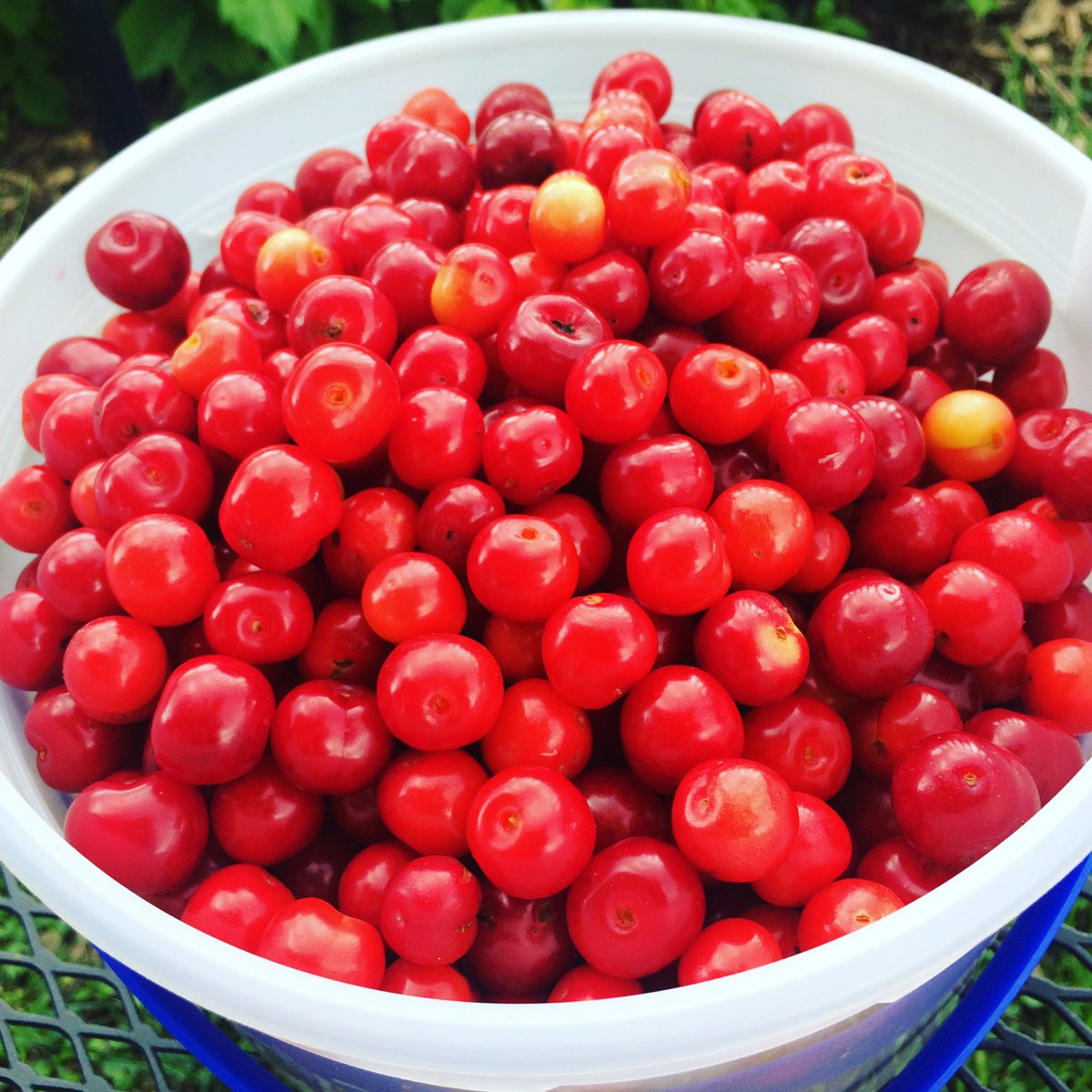 sour cherries! off to <a href="/thinmansandwich/">Thin Man Sandwiches</a> for farm din this sunday. (open seats avail for this formerly sold out date)