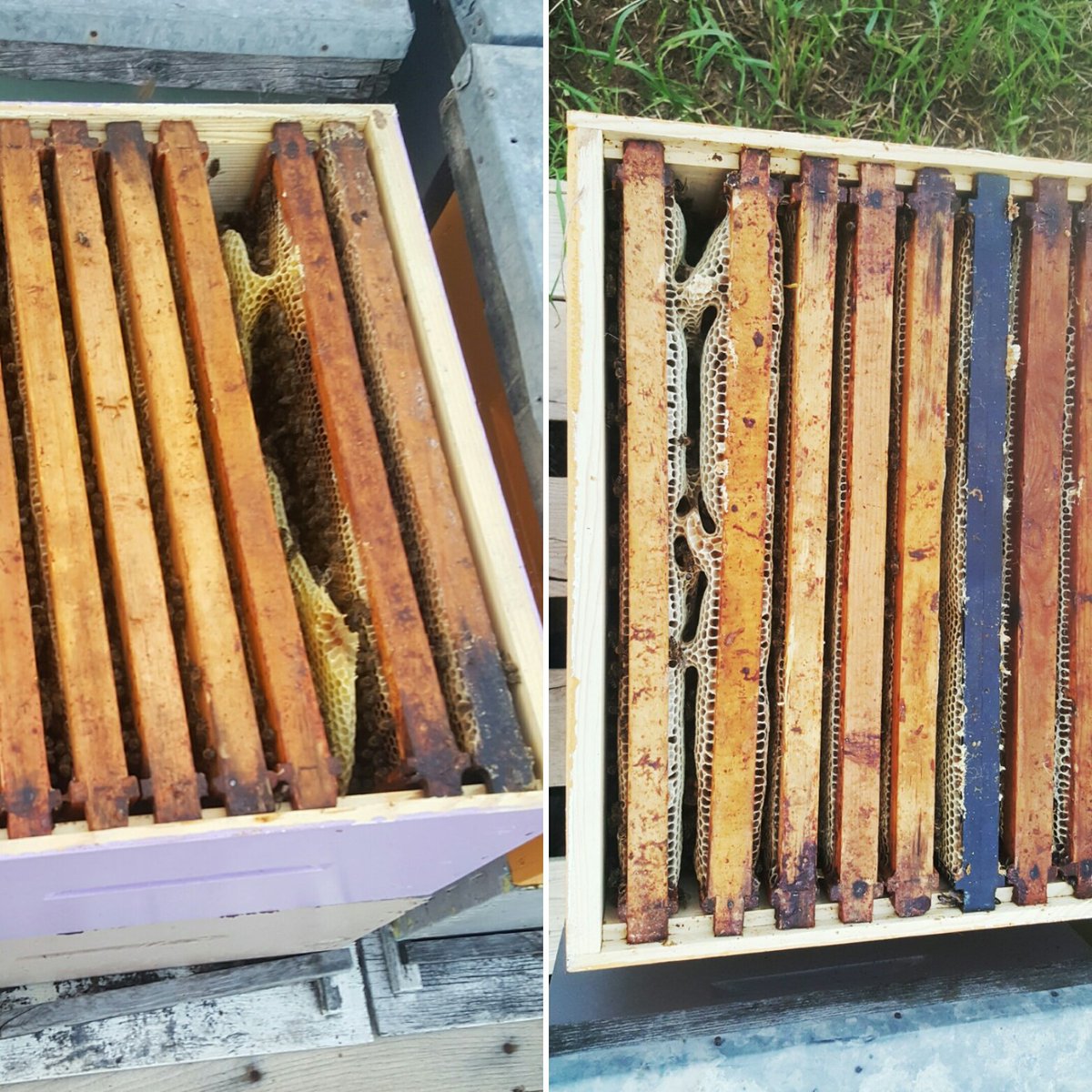 JulieAnneHowe's tweet image. 1st Bee mistake. Keep frames tight together or you will get this - burr comb.
#beginnerbeekeeper  #beekeeping