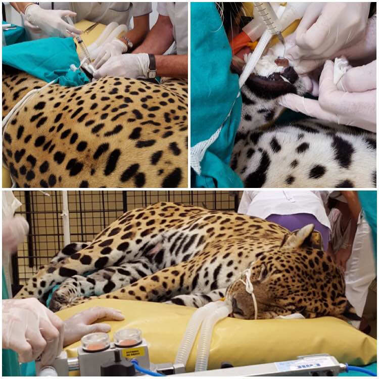AvalonBiomed's tweet photo. In Corrientes Argentina, Dr. Luppi, working with @proyectoibera, performed a root canal on a jaguar using MTA Plus®! https://t.co/ns7P9b1bbF