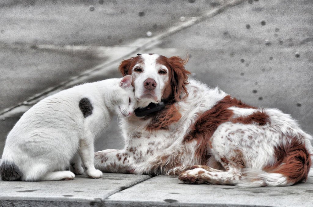 AnimalesBOG's tweet photo. Este viernes 10 de junio a las 8:30 AM estaremos realizando 'Jornada de bienestar por los animales del Bronx' 🐶🐱🐾 https://t.co/QCBN0wyJig