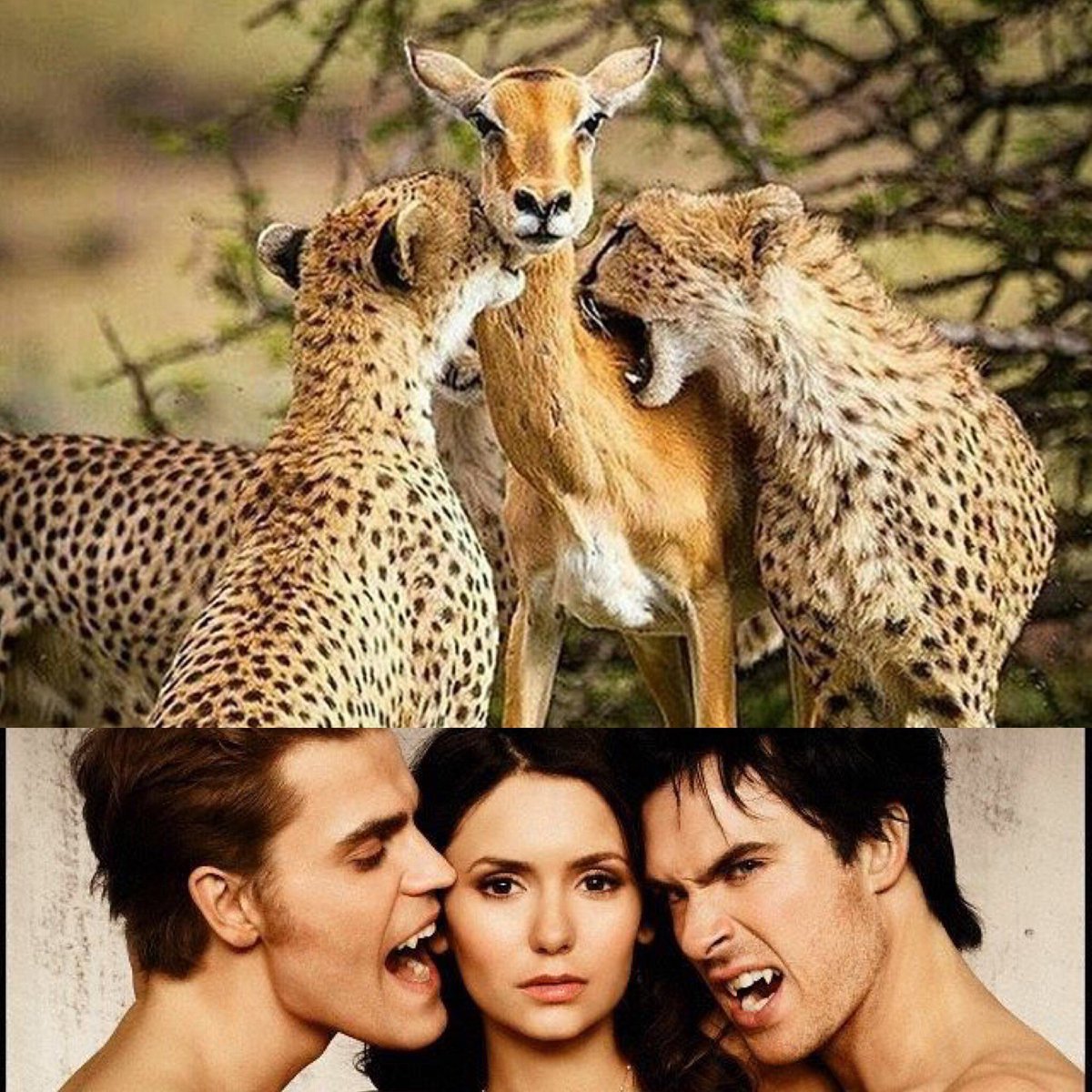 tvrealitymag's tweet photo. #VampireDiaries @nt1 😳🔝👍🏻 https://t.co/EjQNgbEC5h