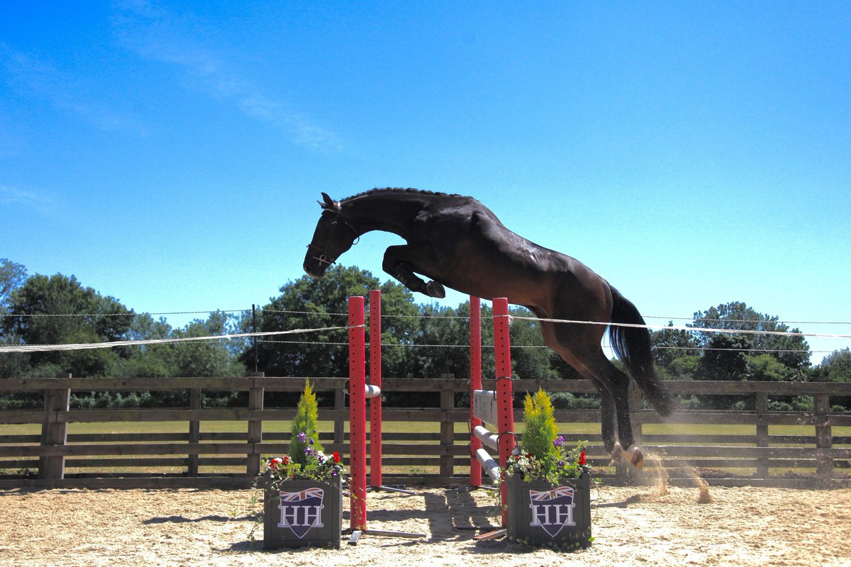 BWSportHorses (@bwsporthorses) on Twitter photo Addington Elite sale topper; NPS Supernova was winner of 4yo Champs <a href="/NorthcoteStud/">Northcote Stud</a> #stallion #auction Addington Elite sale topper; NPS Supernova was winner of 4yo Champs <a href="/NorthcoteStud/">Northcote Stud</a> #stallion #auction