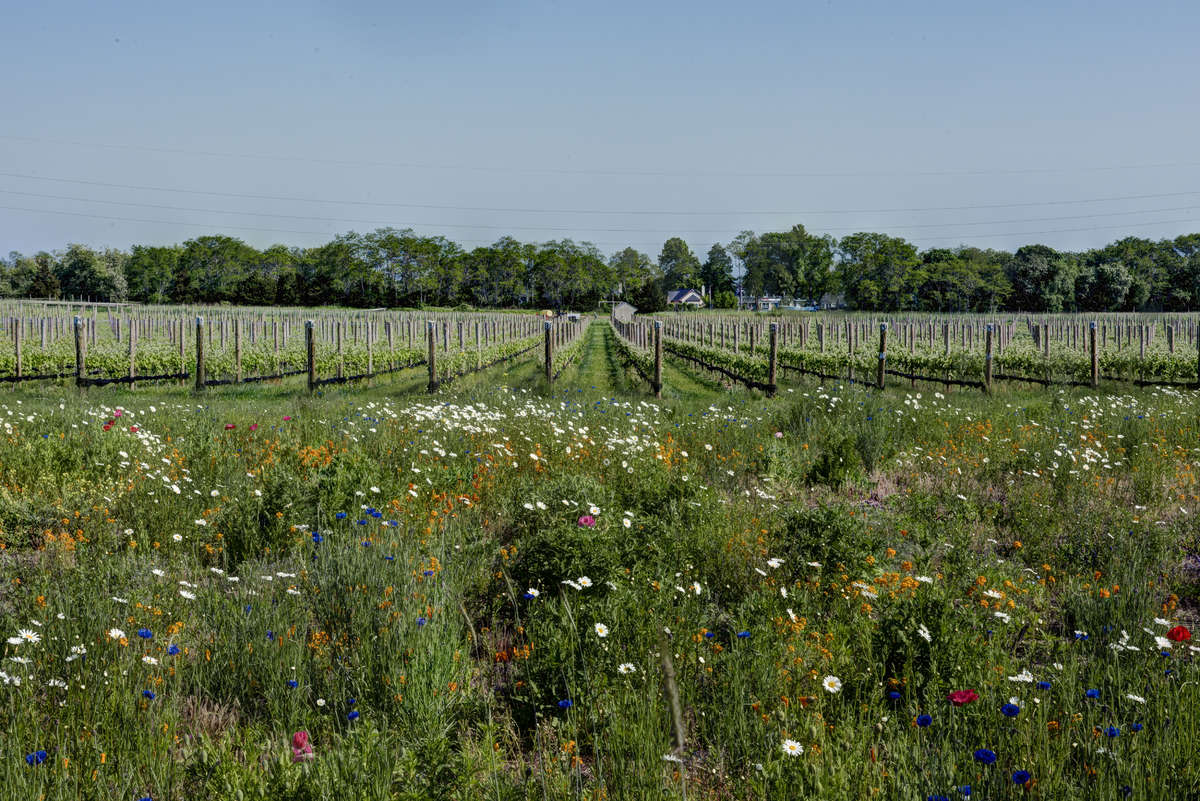 William Raveis Hamptons tweet media
