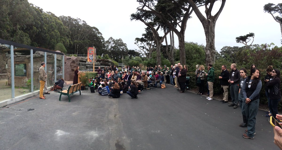 sfzoo's tweet photo. Let the ribbon cutting ceremony commence! #WolfCanyon #WolfWednesday https://t.co/ClHNqcSYuF