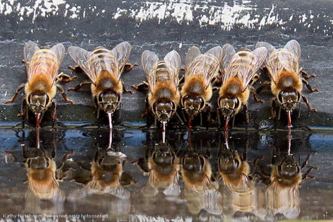 MyBeeLineCo's tweet image. European #honey #bees find cool relief on a summer day :)
Photo: Kathy Noteboom