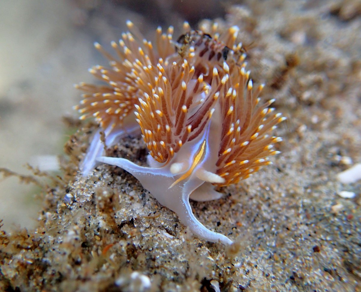 BirdAllianceOR's tweet image. All sorts of creatures live off #Oregon's coast like this Opalescent Sea Slug at Cape Falcon! Photo by LS Ferrenburg