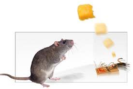 32toss's tweet photo. Remember it’s the early bird that gets the worm, but it’s the second mouse that’s gets the cheese. #patience https://t.co/LDmMPKI83n