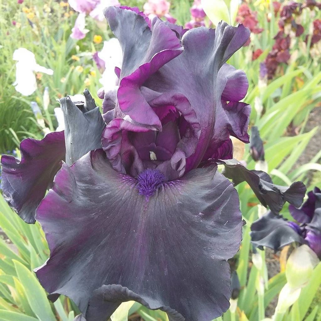 <a href="/hopesplants/">Hopes Garden Plants</a> Iris germanica 'Ghost Train' almost black a really rich colour