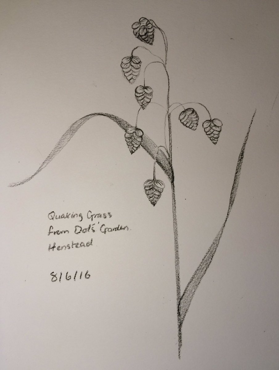 tweetingpainter's tweet photo. Day 160 of my 2016 sketch a day challenge #QuakingGrass from Dot's #Garden #Henstead #SketchBook #30DaysWild #Spring https://t.co/CIasR4JVGl