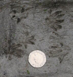 Vole_Facts's tweet photo. It is easy to track water voles owing to their distinctive footprints and the fact they have holes in their pockets. https://t.co/DZ7h0T4lKB