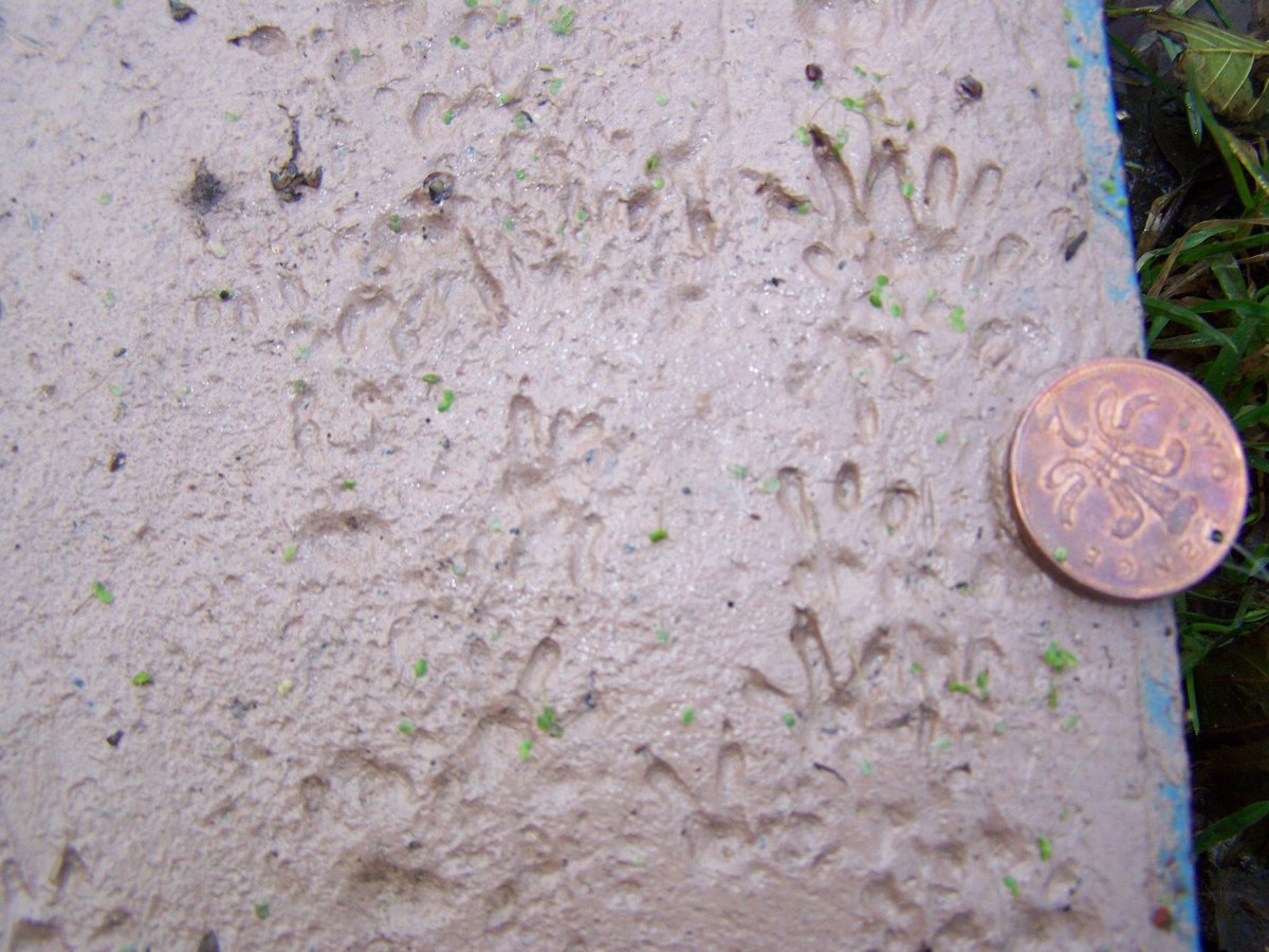 Vole_Facts's tweet photo. It is easy to track water voles owing to their distinctive footprints and the fact they have holes in their pockets. https://t.co/DZ7h0T4lKB
