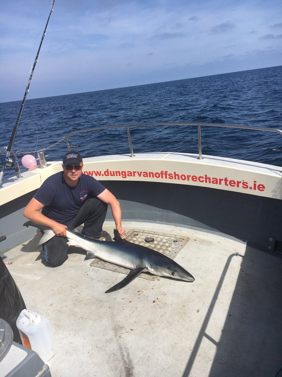 Blue shark caught &amp; released off Dungarvan coastline <a href="/VisitWaterford/">Visit Waterford</a> @dungarvantour14  #dungarvanoffshorecharters