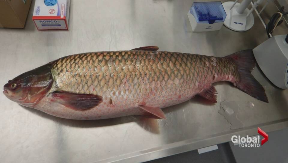 SSinvasives's tweet image. #AsianGrassCarpfound in the #StLawrence river will impact ecology and economy. #invasivefish globalnews.ca/news/2746118/a…