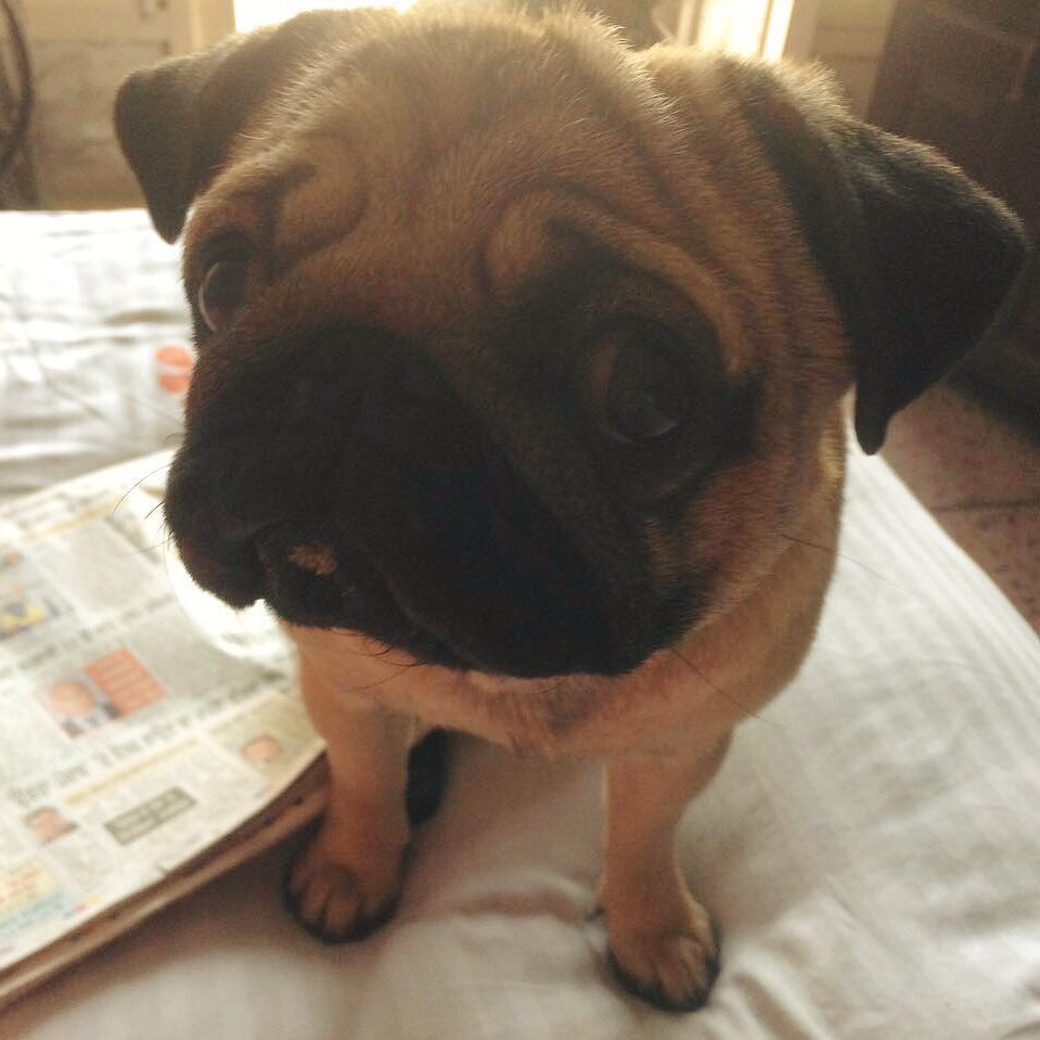 che3maa's tweet photo. #FriendsWithBenefitsToMe django #pug #so kewl ! I miss , till I see you again at home , till then keep biting 🐵🐶🦄🦁🐷 https://t.co/NmJiZ2rUp4
