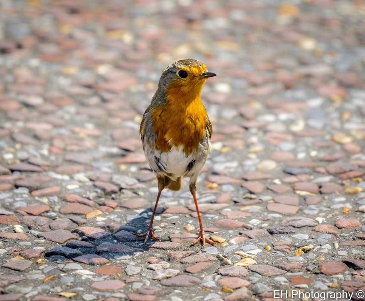 EH_Photography1's tweet photo. @BirdLife_News @ukgardenbirds @Natures_Voice This little fella on the track @ #wheelsfest. Luckily, he flew away! https://t.co/6zvBT4jCoh