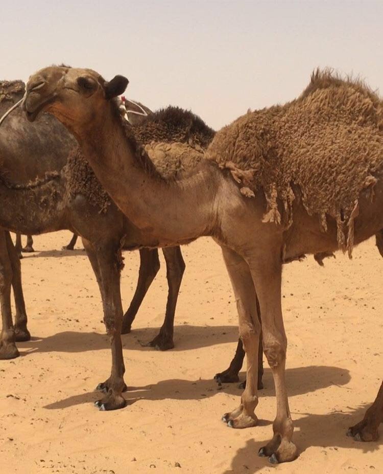 ✨ لطام ✨
من نوادر؛ ابناء باني بن منديل السبيعي (رحمه الله)