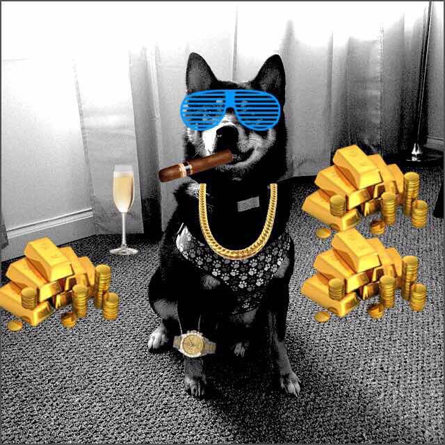 opakapp's tweet photo. Edited on Opak for iOS #opakapp #dogs #cigar #gold #champagne #rolex #money #sunglasses https://t.co/r84KTUevNH https://t.co/wfP87LBZIf