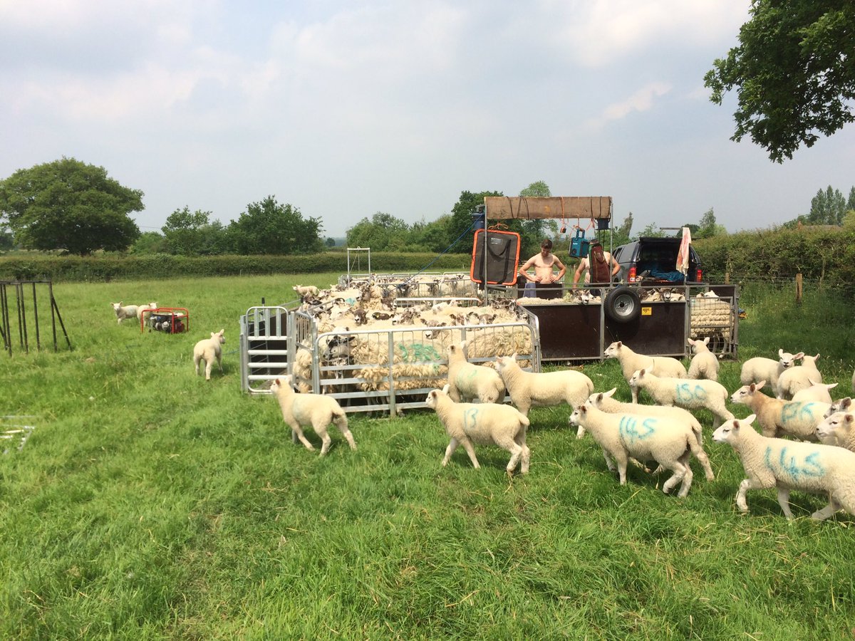 thompsonfarming's tweet photo. Shearing all done today! Thanks so @NickGreaves1 @UnderhillFarms @94Tommo #toplads #sheep365 https://t.co/2HDxw3gueM