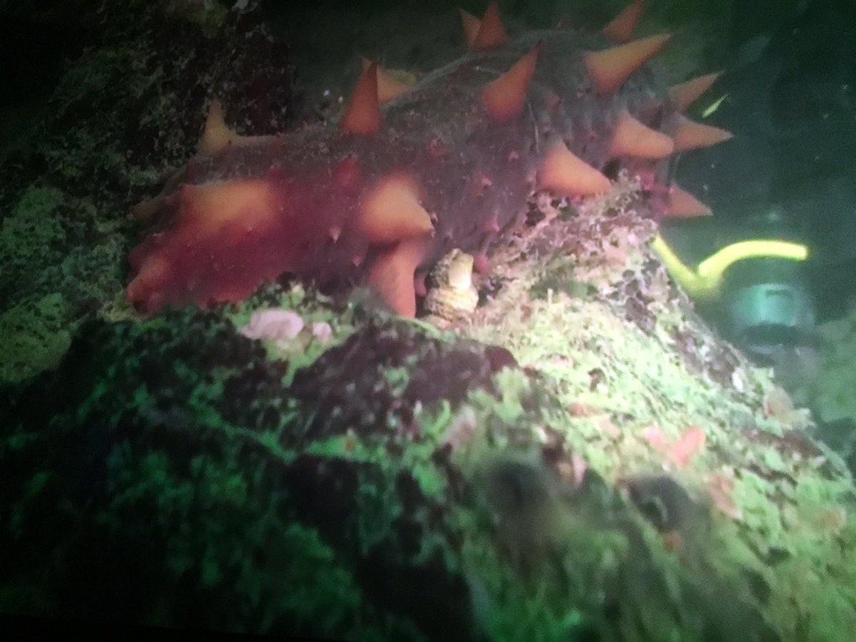 Laurel_BC's tweet image. Packed House for the #WorldOceansDay #livedive with @FishEyeProject!