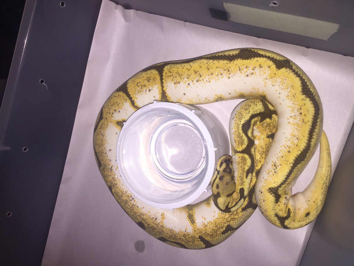 BluSkellington's tweet photo. Dream Bee Yellow Belly ๐๐ป๐ฅ #Str8FireReptiles https://t.co/2V1BCU9FDm @BaIIPythons https://t.co/Fo8xx3ULuw