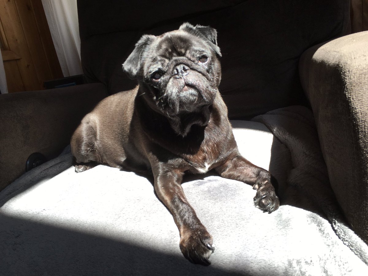 KirbyPug's tweet photo. A4: If they are eating dinner I eat, but if it is breakfast I beg. 😂 #pugchat https://t.co/MW9NpBfhwK