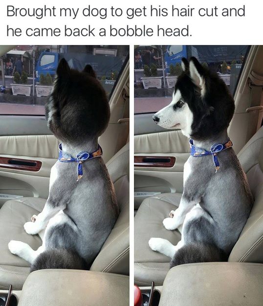 HealthyPetsInc's tweet image. When you bring your #dog for a haircut... and they come back looking like this. #dogparentproblems