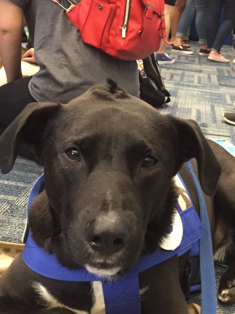capellib's tweet photo. #springpaws2016 https://t.co/WzRIsZuYdR