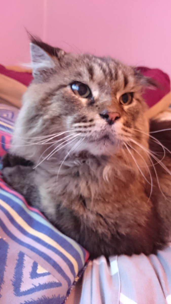 Escaped cat 6th June fair oak eastleigh Maine Coon bent ears very large Answers to Georgie If seen call 07877367761