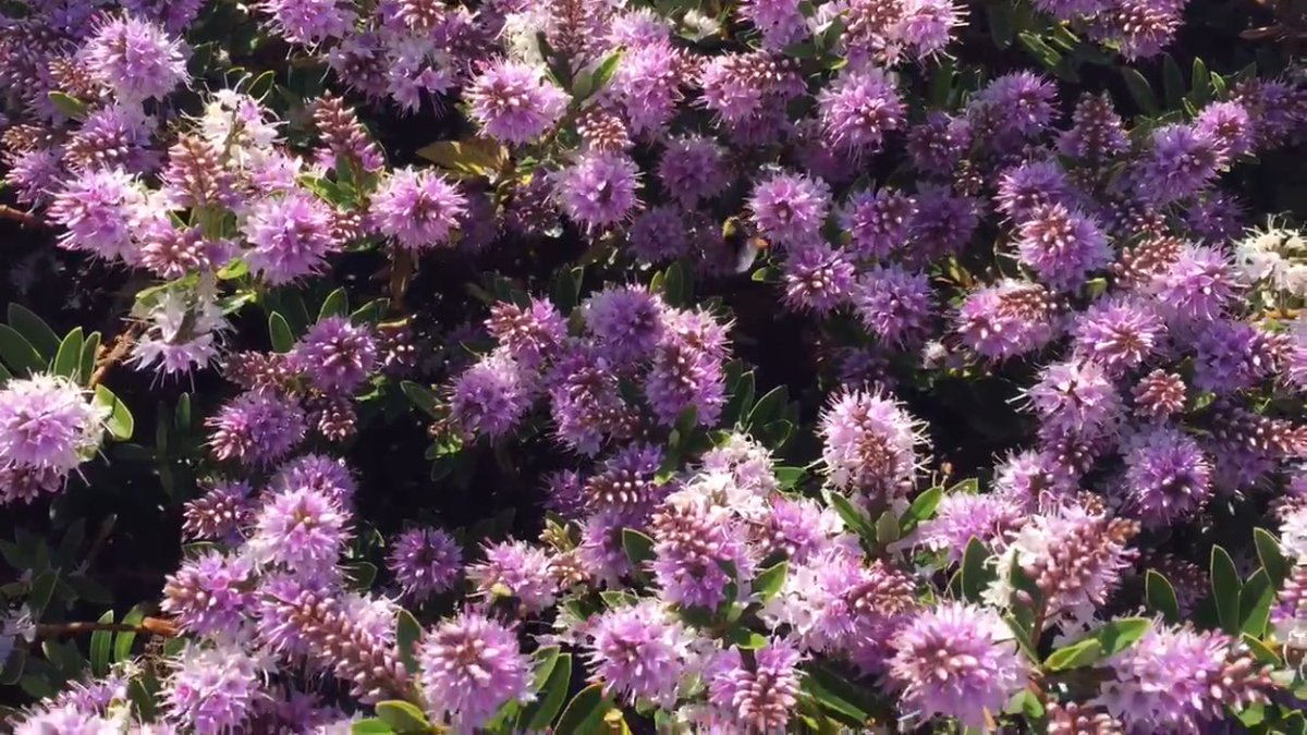 saturatetalks's tweet photo. Coyote mint brightens any garden. #adaptwithus https://t.co/qPKWZ5upwg